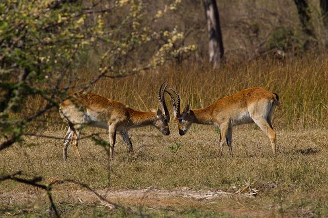 094 Okavango Delta, rode litschie.jpg